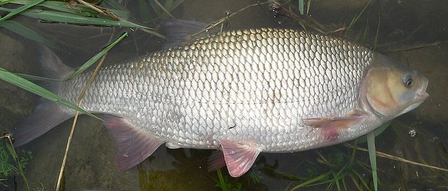 Leuciscus idus