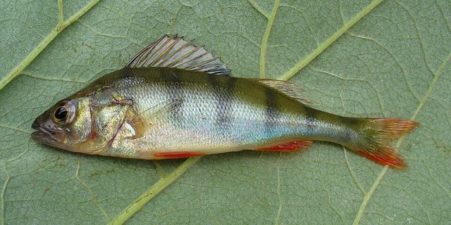 Perca fluviatilis