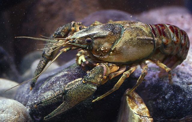 Faxonius limosus