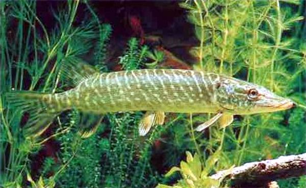 Esox lucius