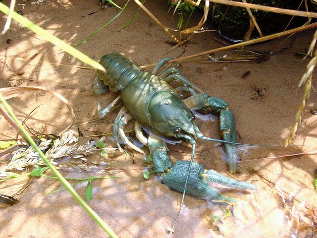 Astacus astacus
