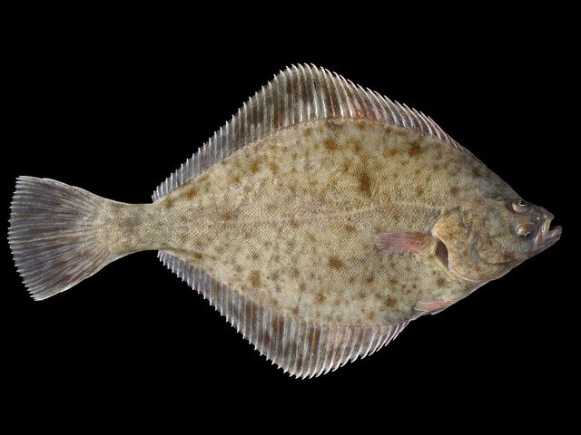 Platichthys flesus
