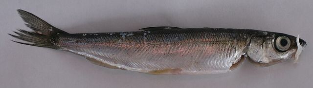 Coregonus albula