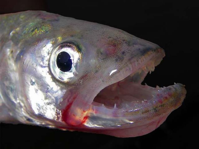 Osmerus eperlanus