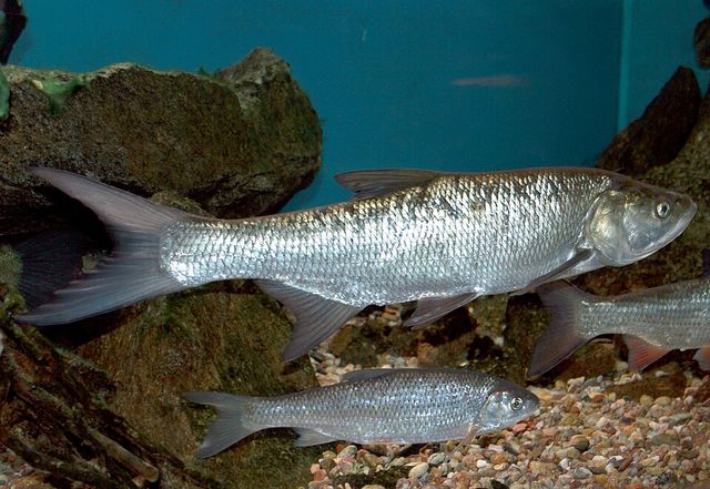 Leuciscus aspius