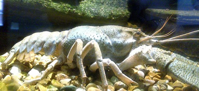 Pontastacus leptodactylus