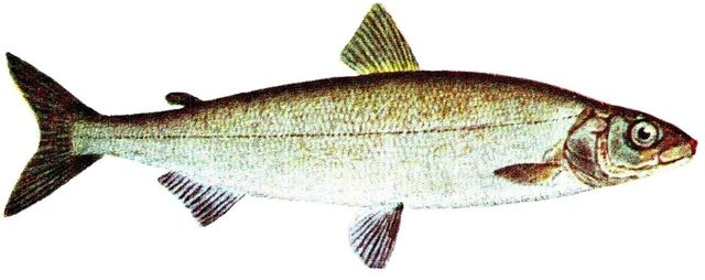 Coregonus lavaretus