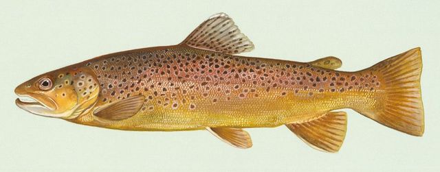 Salmo trutta fario