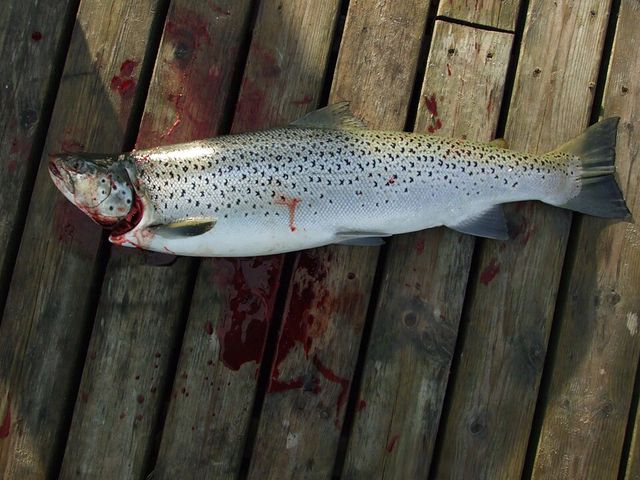 Salmo trutta trutta